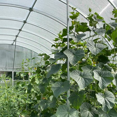 Готовая теплица из поликарбоната Фермерская Плюс шириной 6 метров, труба 40х20 мм